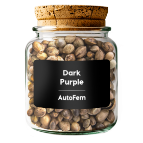 Dark Purple  AutoFem