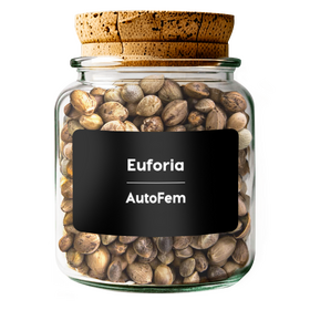 Euforia  AutoFem