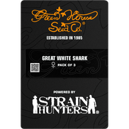Great White Shark Fem