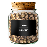 Haze AutoFem