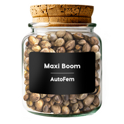 Maxi Boom AutoFem