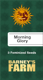 Morning Glory Fem