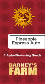 Pineapple Express AutoFem