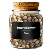 TUTANKHAMON Fem